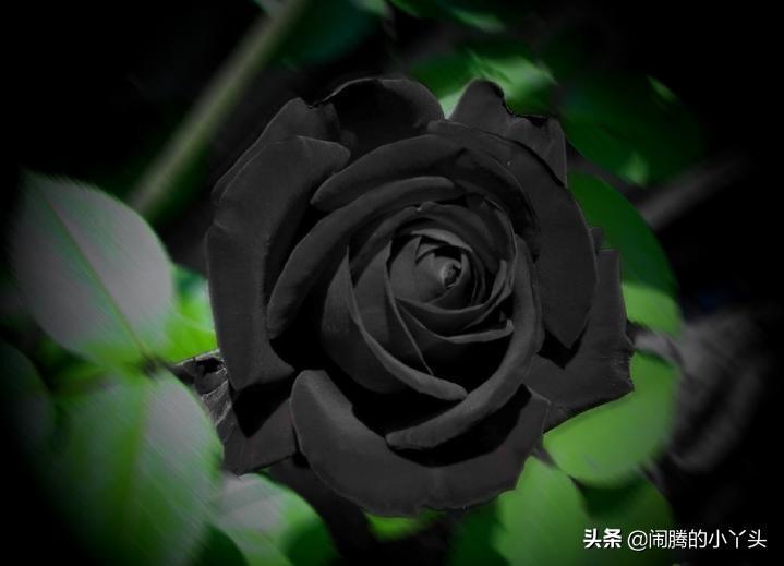 黑玫瑰的花语是什么_黑玫瑰有什么传说故事