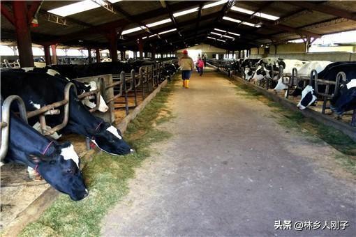 奶牛怎么养殖_奶牛的养殖技术和管理