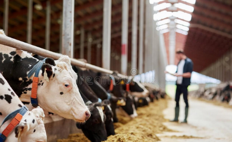 肉牛养殖技术要点有哪些_肉牛养殖的关键技术