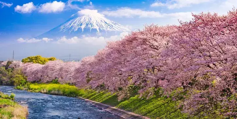 为什么日本把樱花作为国花_为什么日本樱花出名