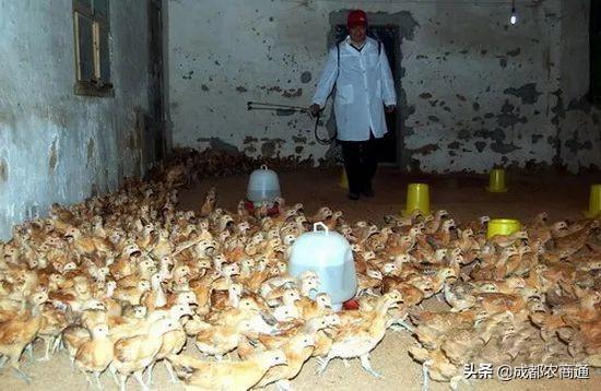 土鸡怎么养殖_土鸡养殖的技术要点及投资成本