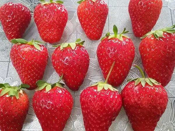 草莓品种有哪些_十大草莓品种你吃过几种