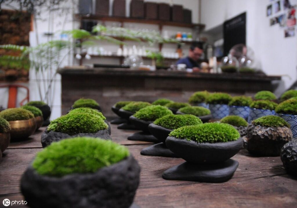 苔藓如何养护_苔藓直接铺上去能活吗