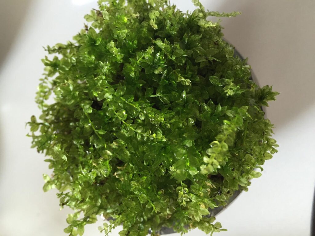 苔藓如何养护_苔藓直接铺上去能活吗
