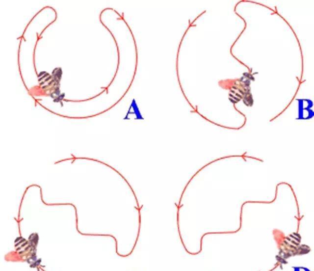 为什么蜜蜂要跳舞_蜜蜂跳舞是什么行为
