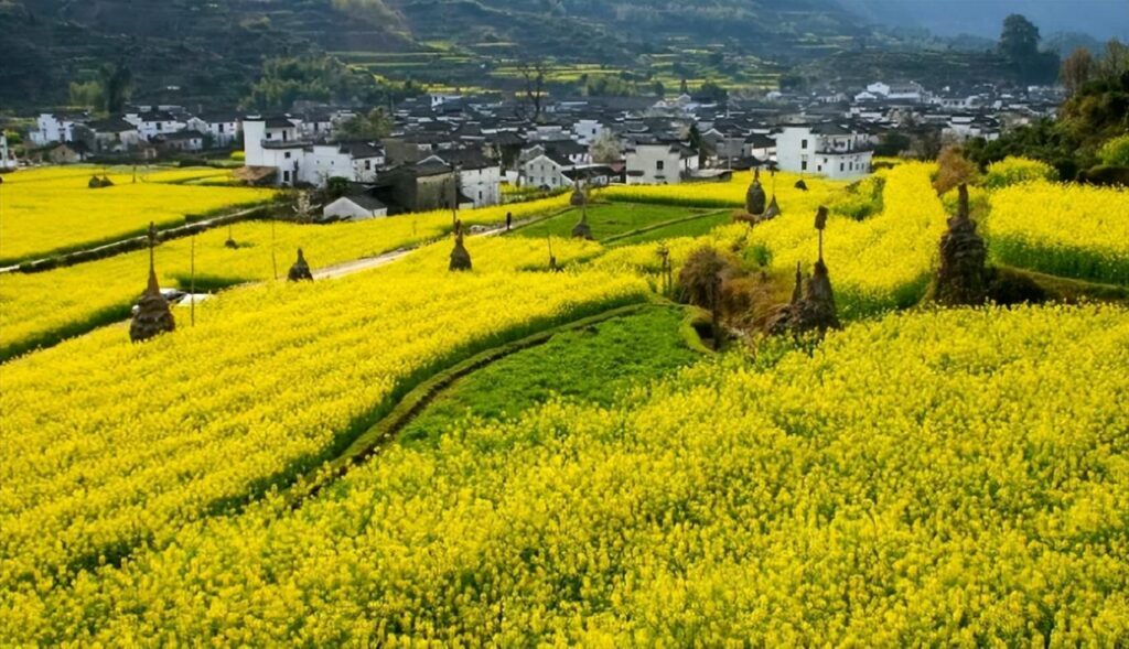 油菜花几月份开_油菜花的最佳观赏胜地