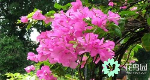 三角梅一年开几次花_三角梅花期有多长