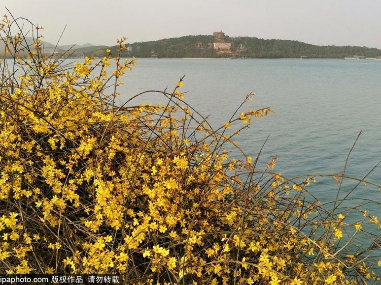 什么是迎春花_你知道迎春花的花语吗