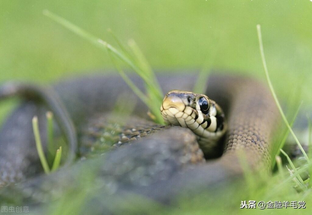 晚上梦到蛇了是什么预兆_代表什么