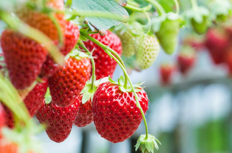 草莓怎么种植_手把手教你草莓的种植方法