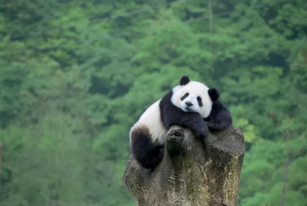 熊猫为什么会成为国宝_熊猫属于什么科动物