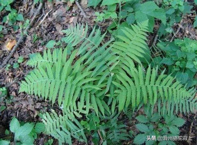 保护植物有哪些_中国最珍稀的10种植物