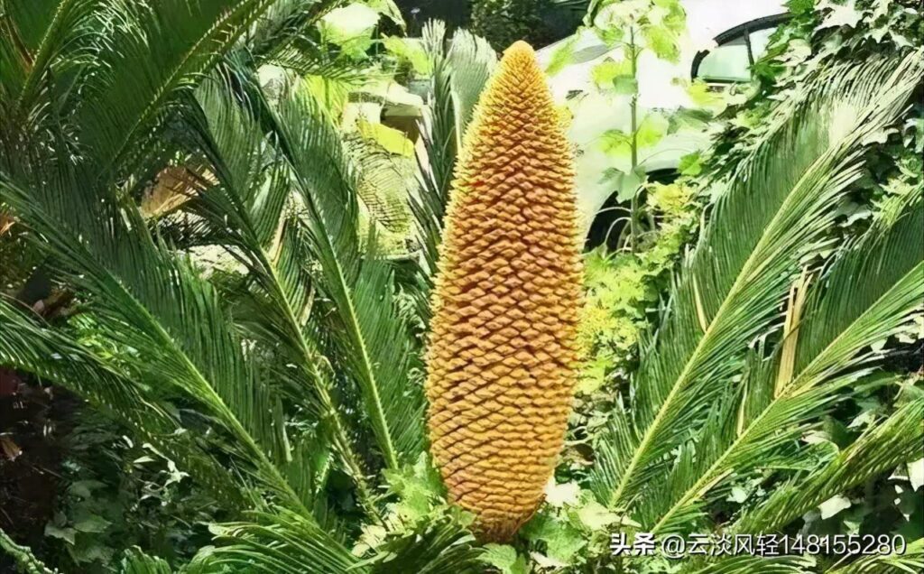 铁树开花多少年一次_铁树开花的寓意