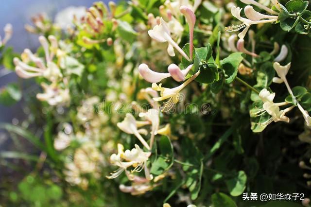 金银花种植前景如何_金银花种植方法和管理