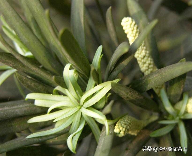 保护植物有哪些_中国最珍稀的10种植物