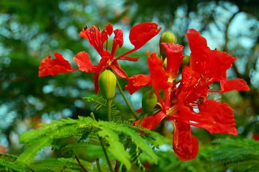 凤凰花的花语是什么_凤凰花的花语和寓意