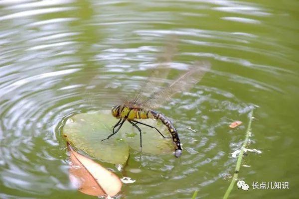 蜻蜓点水是什么行为_蜻蜓点水是在产卵吗