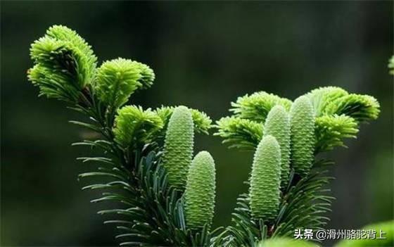 保护植物有哪些_中国最珍稀的10种植物