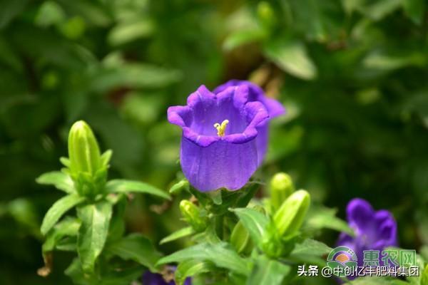 风铃草的花语是什么_风铃草的花语及养护要点