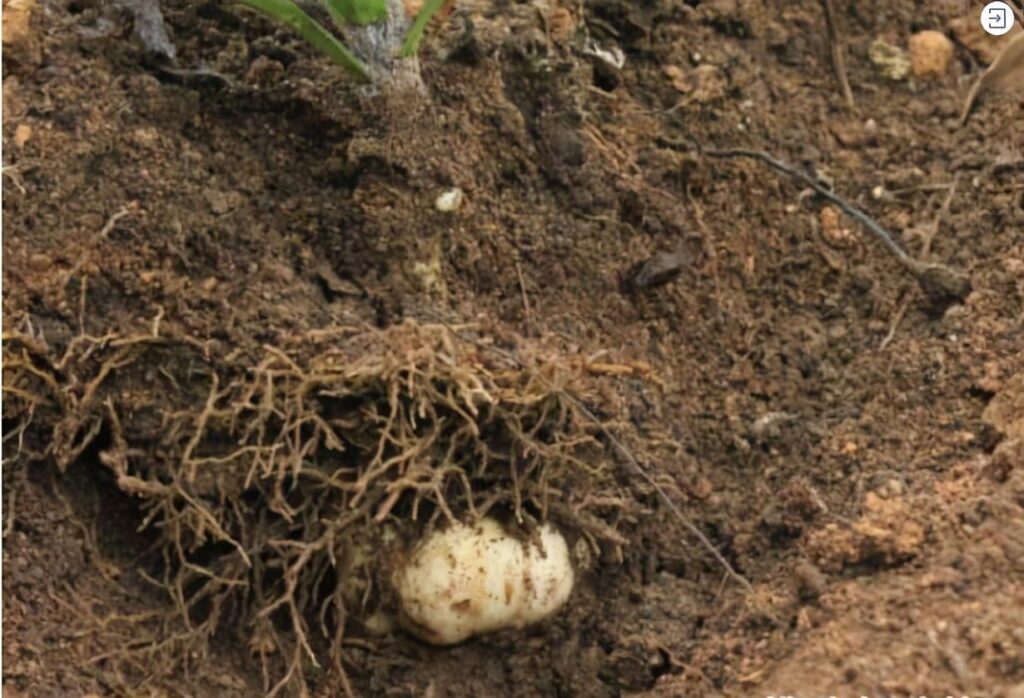 食用百合怎么种植_食用百合的种植方法和时间