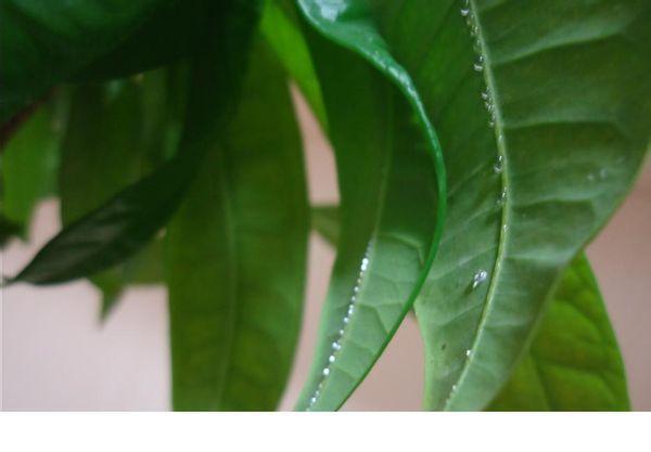 为什么植物会出汗_植物出汗多说明什么