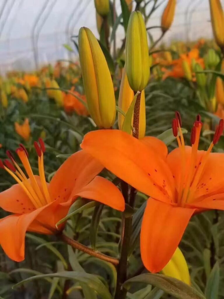 食用百合怎么种植_食用百合的种植方法和时间