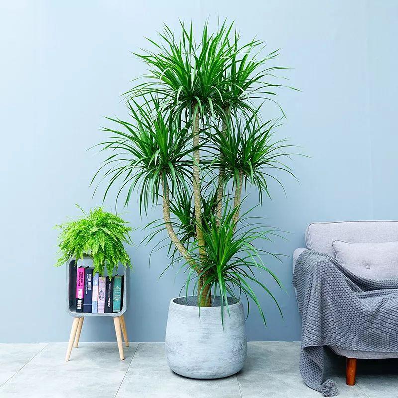镇宅花有哪些品种_镇宅保平安的植物花卉
