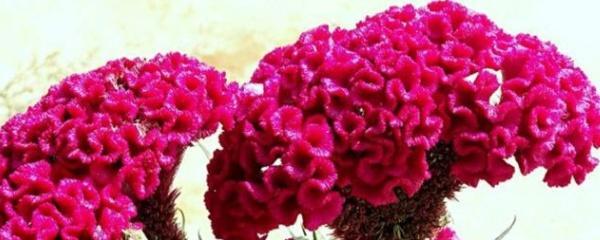 鸡冠花什么时候开_鸡冠花什么时候播种最好