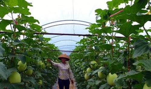 哈蜜瓜什么季节种植_哈密瓜种植时间和方法