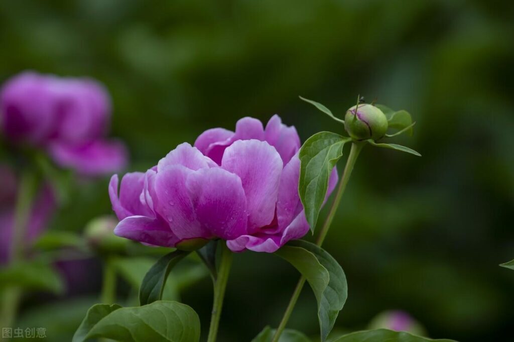 芍药花期是什么时候_你知道芍药的花语吗