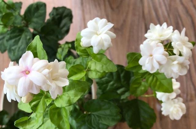 茉莉花适合在室内养吗_茉莉花几月开