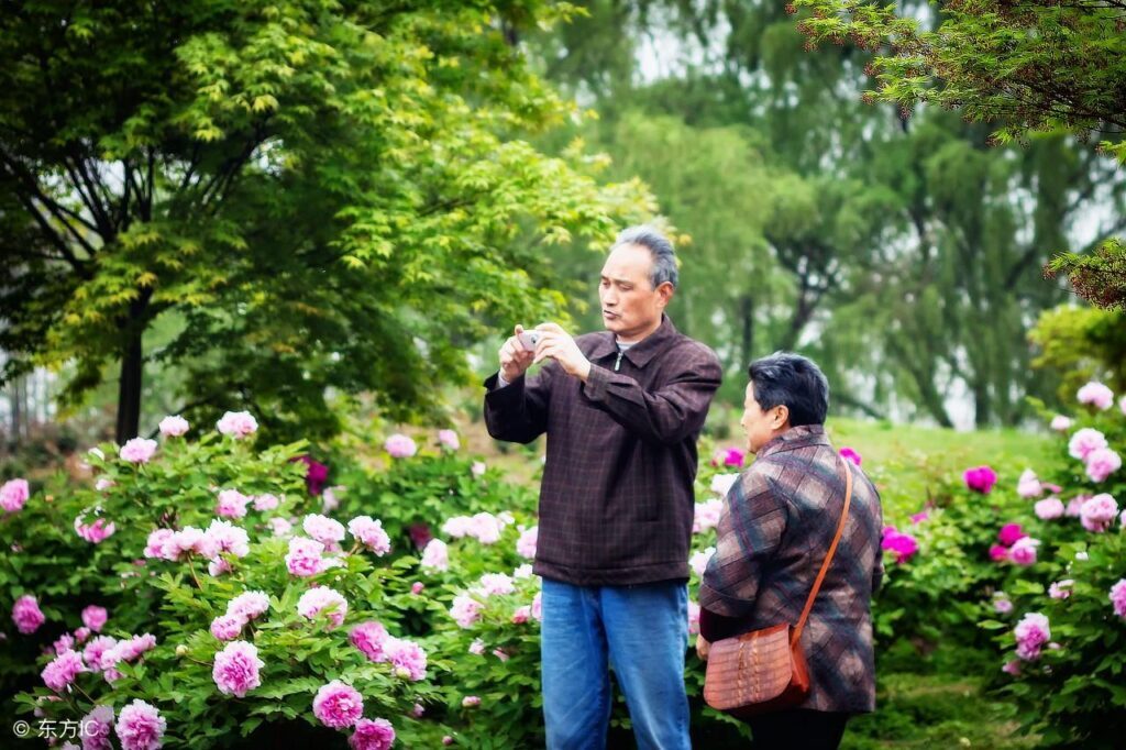 牡丹花几月开花_牡丹花的花期你知道吗