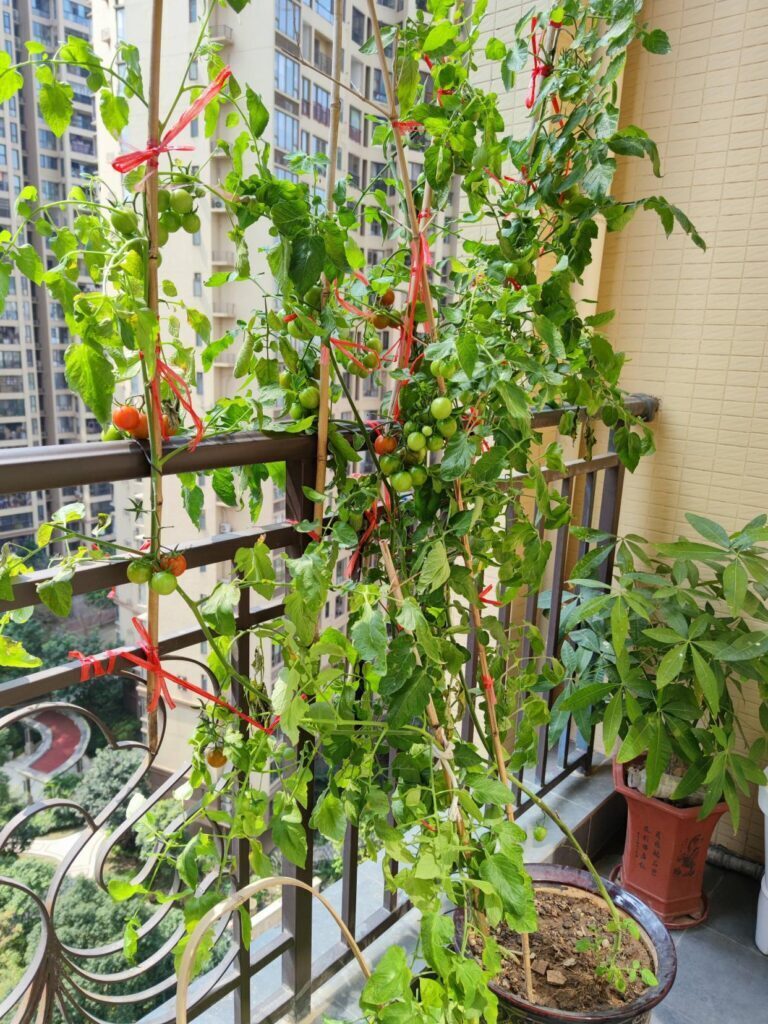 小番茄怎么种植方法_小番茄的种植方法和技巧