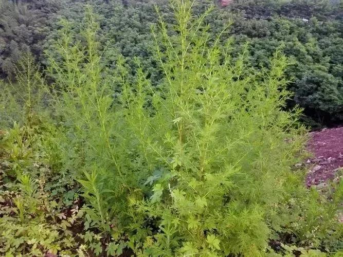 青蒿素是什么植物提取的_你知道吗