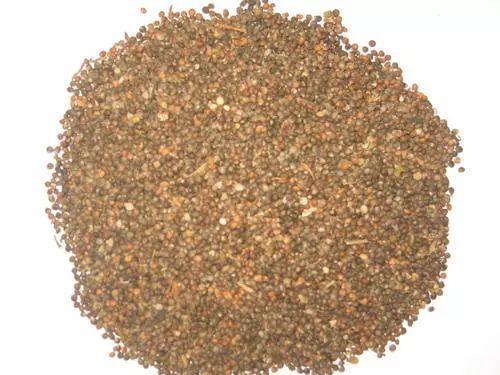 紫苏是什么_紫苏的作用和价值 紫苏是什么_紫苏的作用和价值
