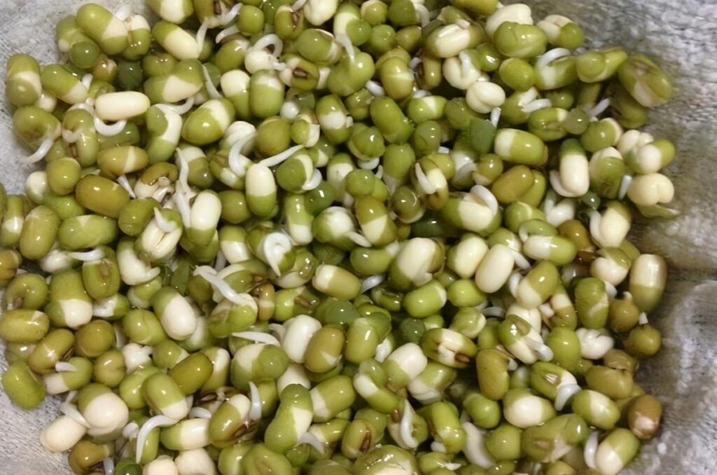 豆芽怎么发_发豆芽的制作过程
