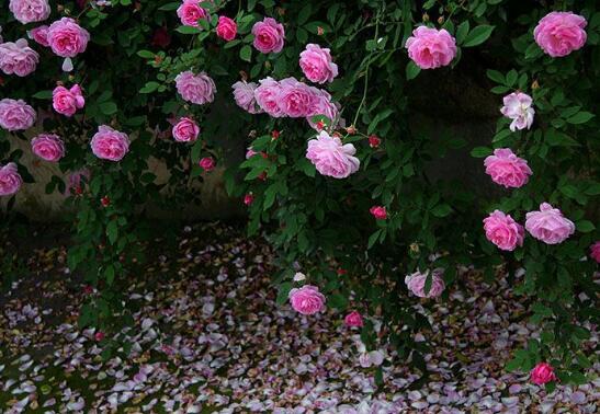 蔷薇花的花语是什么_不同颜色蔷薇的寓意及花语