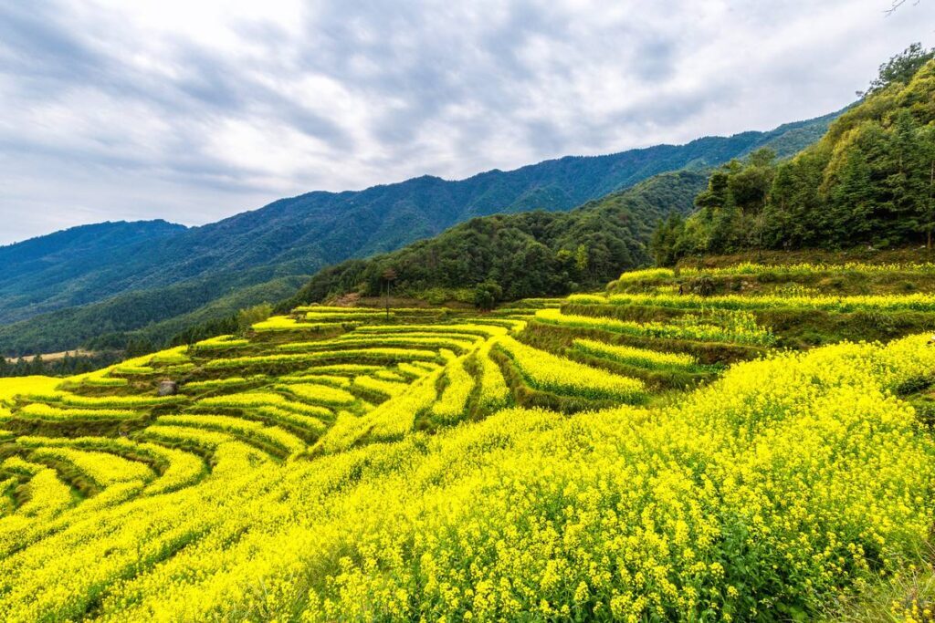 油菜花几月份开_油菜花的最佳观赏胜地