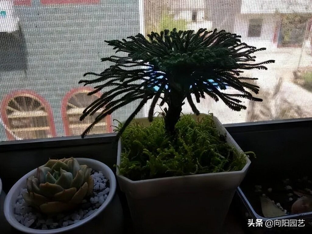 卷柏是什么植物_卷柏的特征和养护