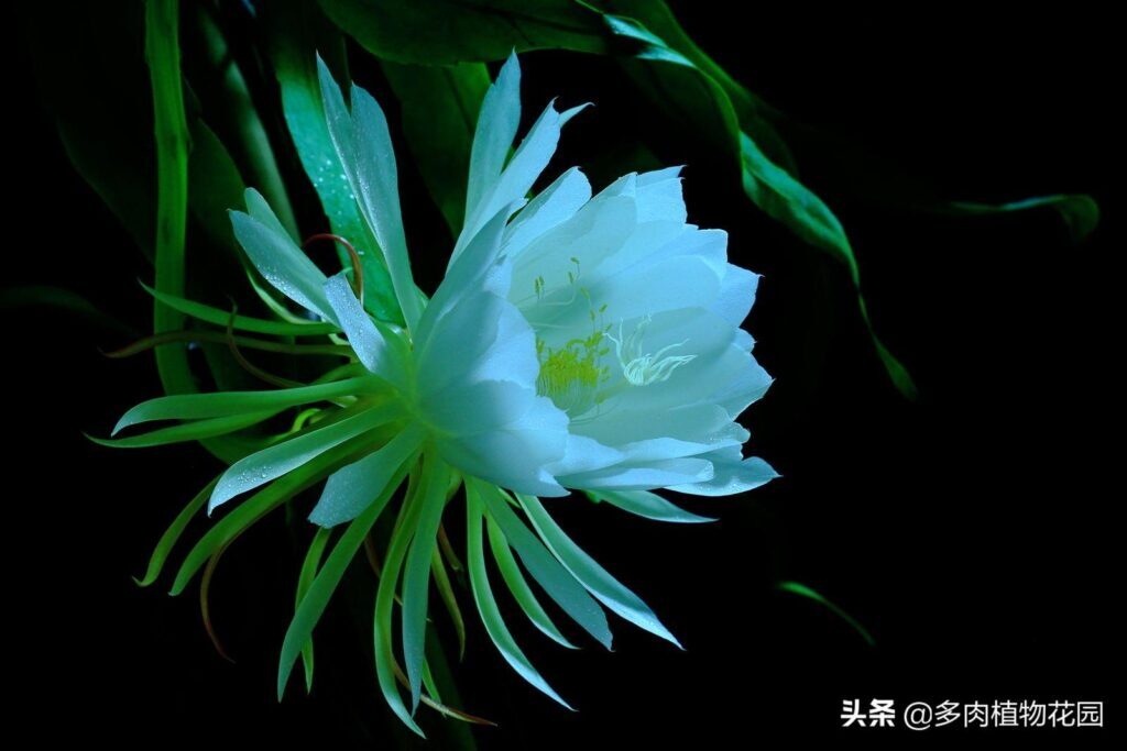 昙花什么时候开花_昙花什么时候开什么时候谢