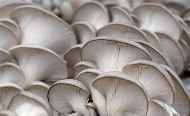 蘑菇的种类有哪些_常见的蘑菇种类你吃过吗