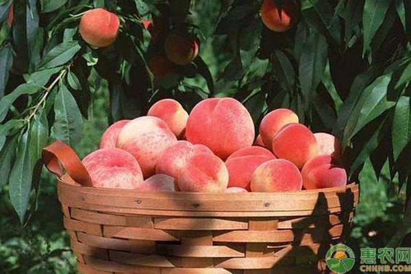 水蜜桃在哪个季节成熟_水蜜桃的功效与作用