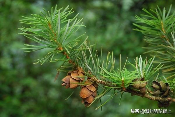 保护植物有哪些_中国最珍稀的10种植物