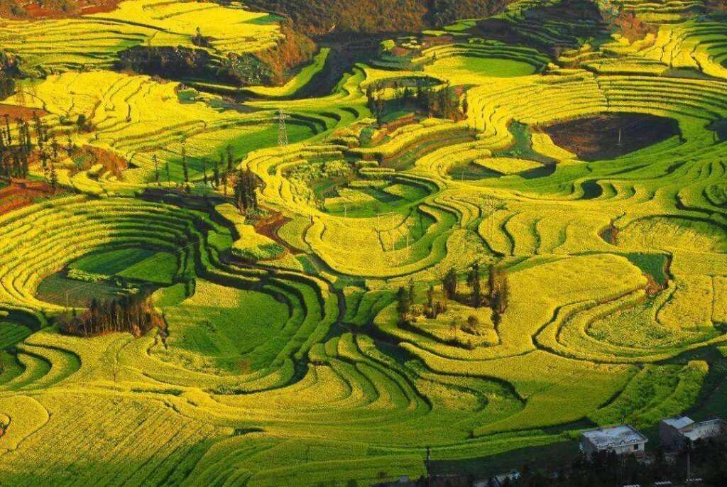 油菜花几月份开_油菜花的最佳观赏胜地