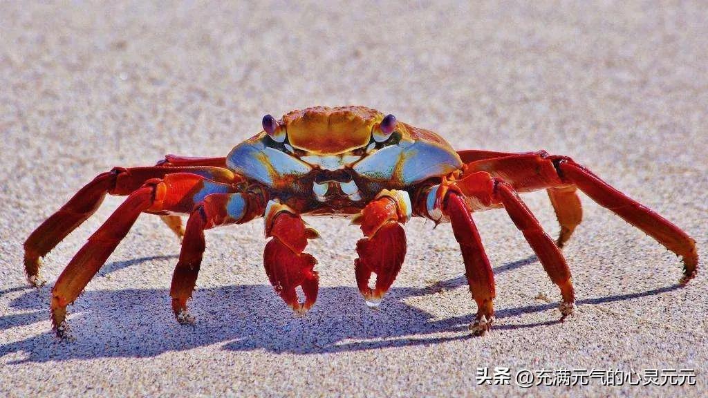 为什么螃蟹要横着走路_螃蟹横着走路的原因