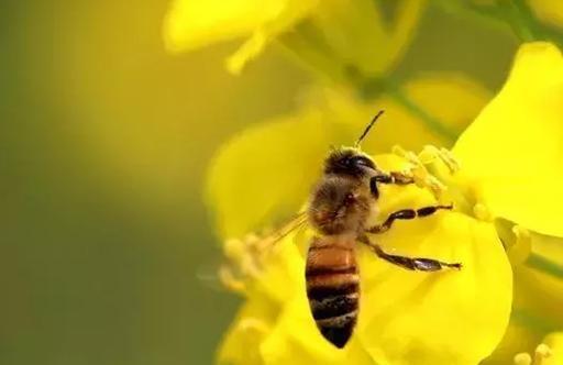 为什么蜜蜂要跳舞_蜜蜂跳舞是什么行为
