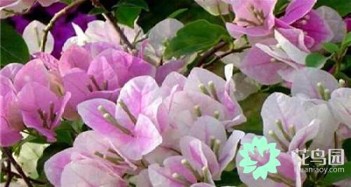 三角梅一年开几次花_三角梅花期有多长
