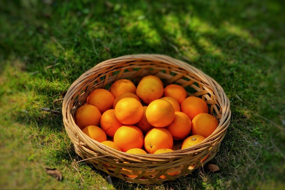 橙子产地有哪些_全国哪里的橙子最好吃