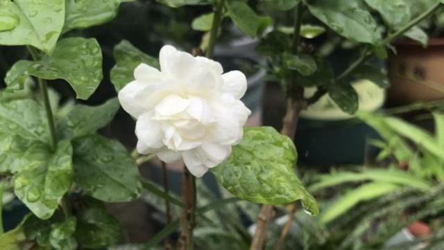 茉莉花适合在室内养吗_茉莉花几月开