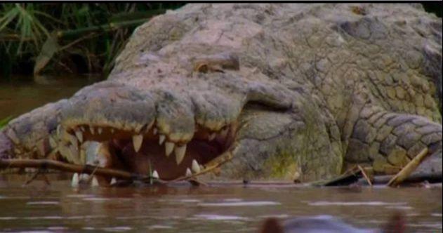 世界上最大鳄鱼有多大_世界上最大的一只鳄鱼